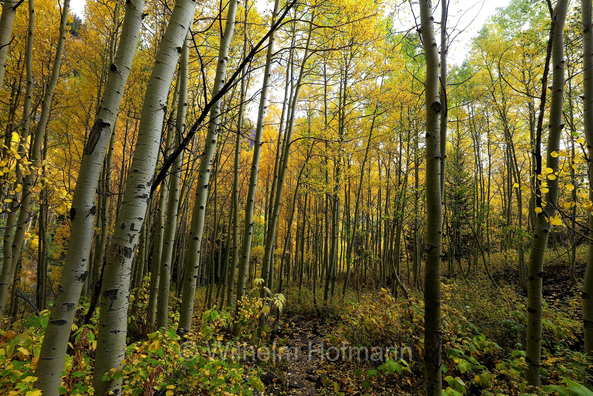 Yellow Aspen, Maroon Bells, Colorado, USA