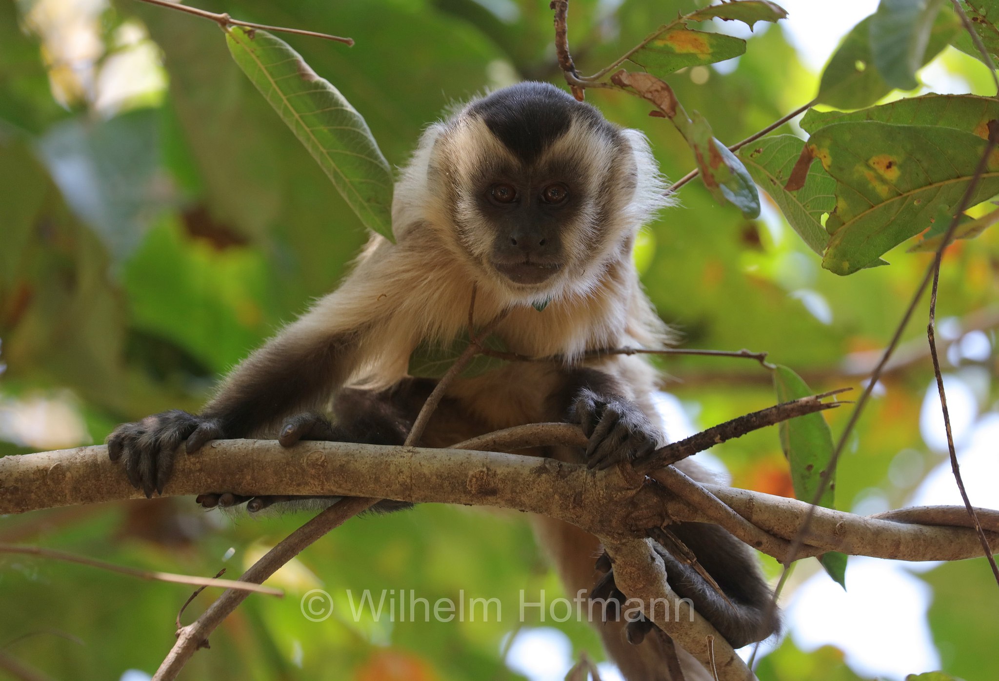 hooded capuchin, Azaras's capuchin, Azara-Kapuzineraffe, cebo di Azara, Sapajus cay, Pantanal, Mato Grosso, Brazil, Brasil, Brasile, Brasilien