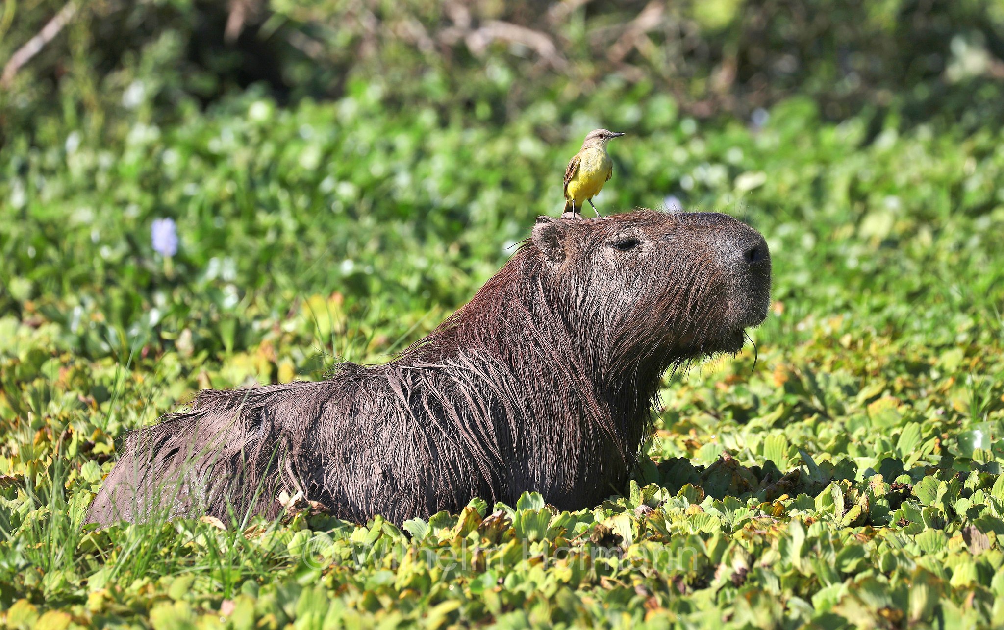 capybara, greater capybara, Wasserschwein, capibara, idrochéro, capivara, chigüire, nutriae, quiuit, chigüiro, fercho, carpincho, ronsoco, Hydrochoerus hydrochaeris, Iberá Wetlands, Esteros del Iberá, Corrientes, Argentina, Argentinien
