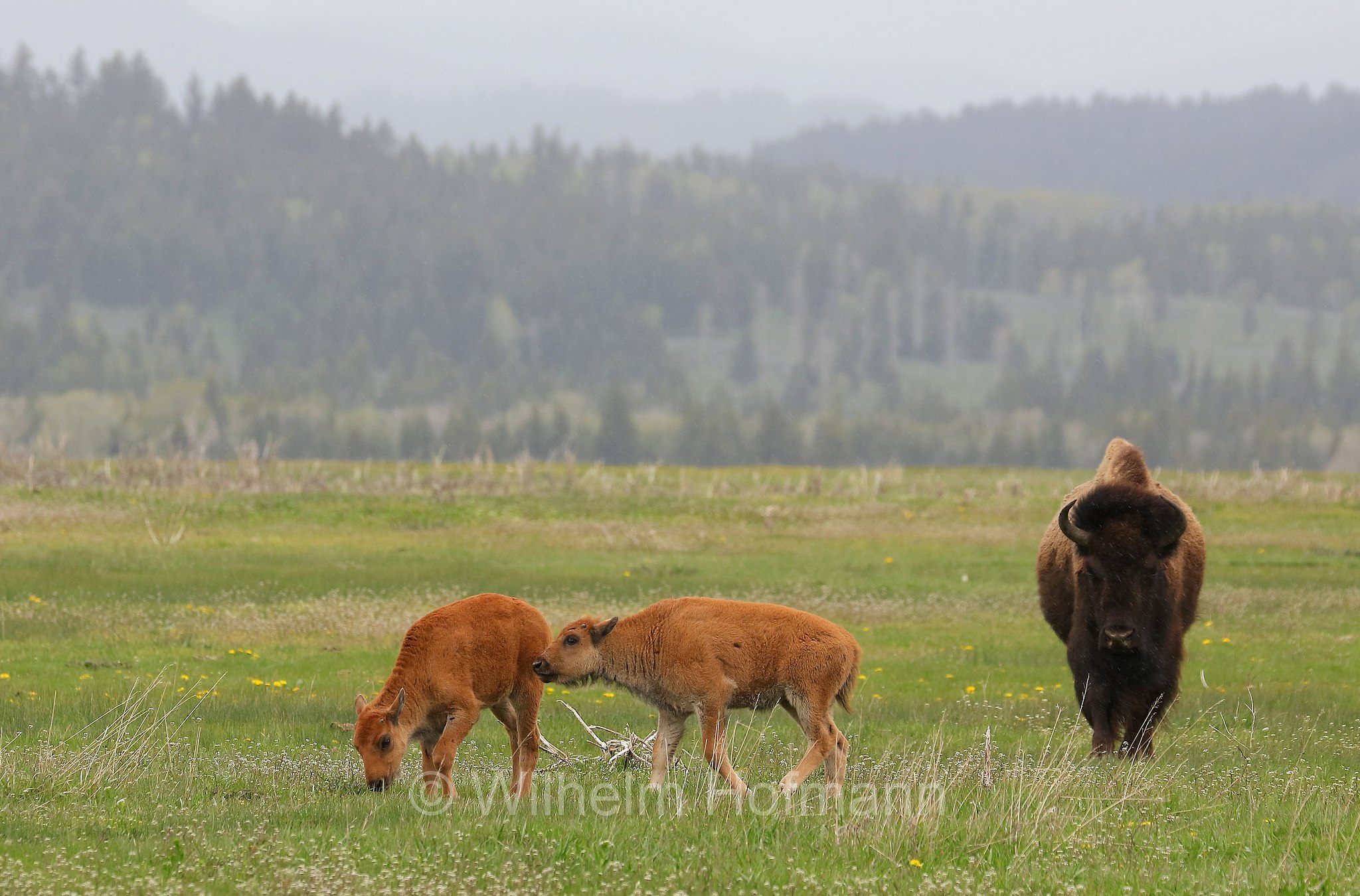 Plains bison, Präriebison, bisonte delle pianure, Bison bison bison, Elk Ranch Flats, Grand Teton National Park, Grand-Teton-Nationalpark, parco nazionale del Grand Teton, Wyoming, USA