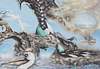Arnold Janssen - Strange birds