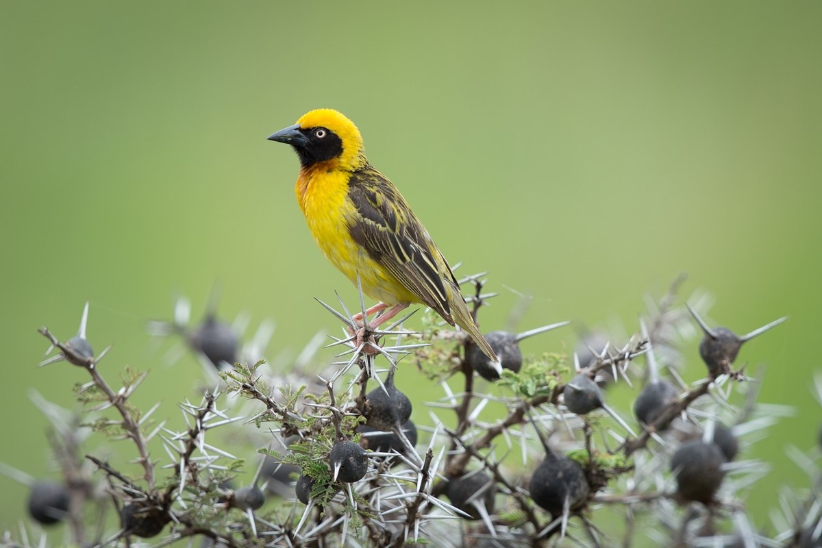 Weaver-in-Thorns