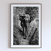 COLLECTION - GIANTS OF THE LAND VERTICAL - "The Thin Track" - LIMITED EDITON 5 of 5