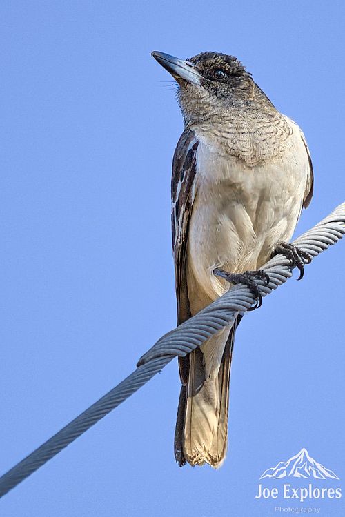 Juvenile Pied Butcherbird