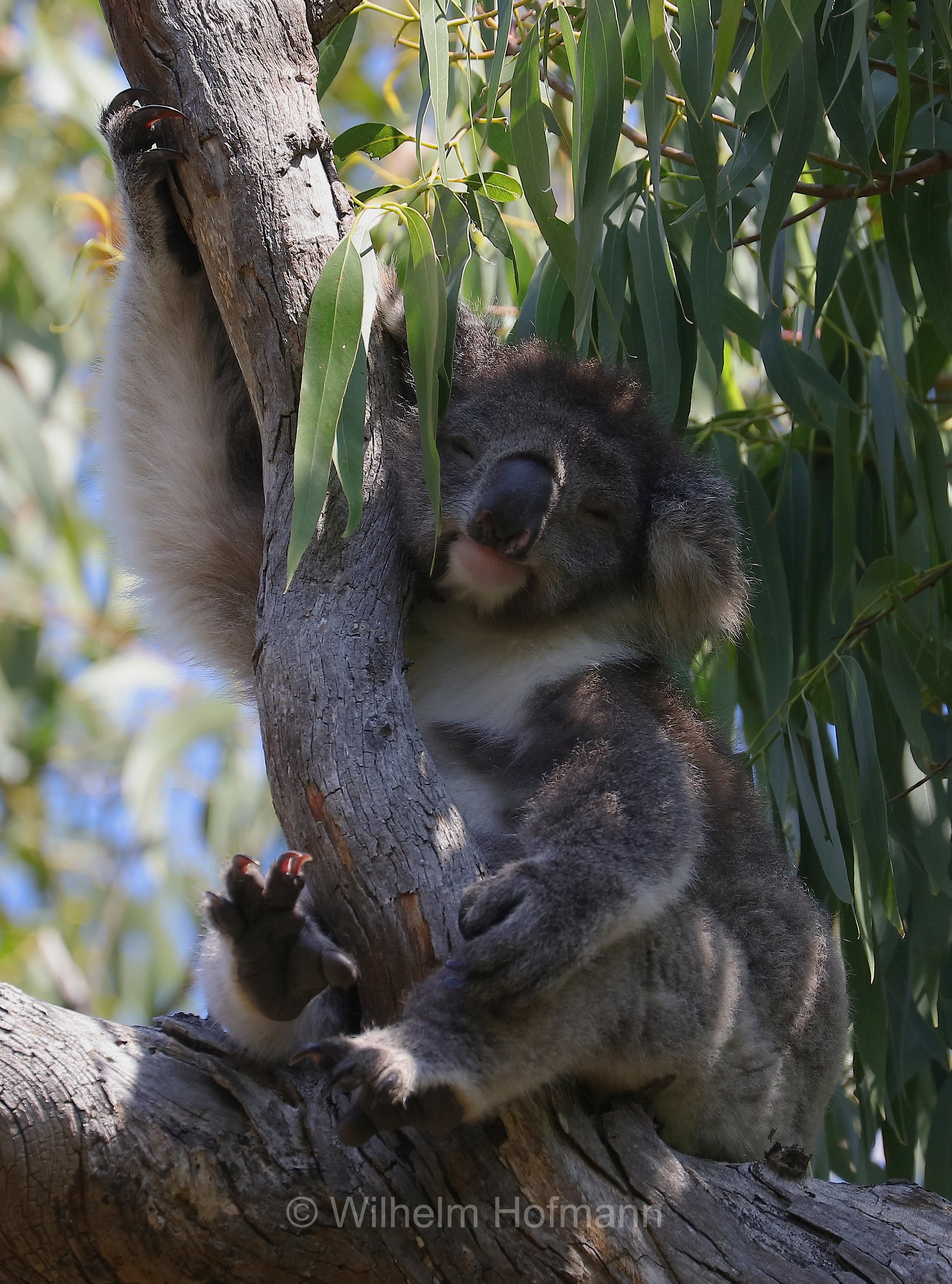 koala, Koala, Koalabär, Beutelbär, Manna Gum Drive, Great Otway National Park, Great-Otway-Nationalpark, parco nazionale Great Otway, Victoria, Australia, Australien