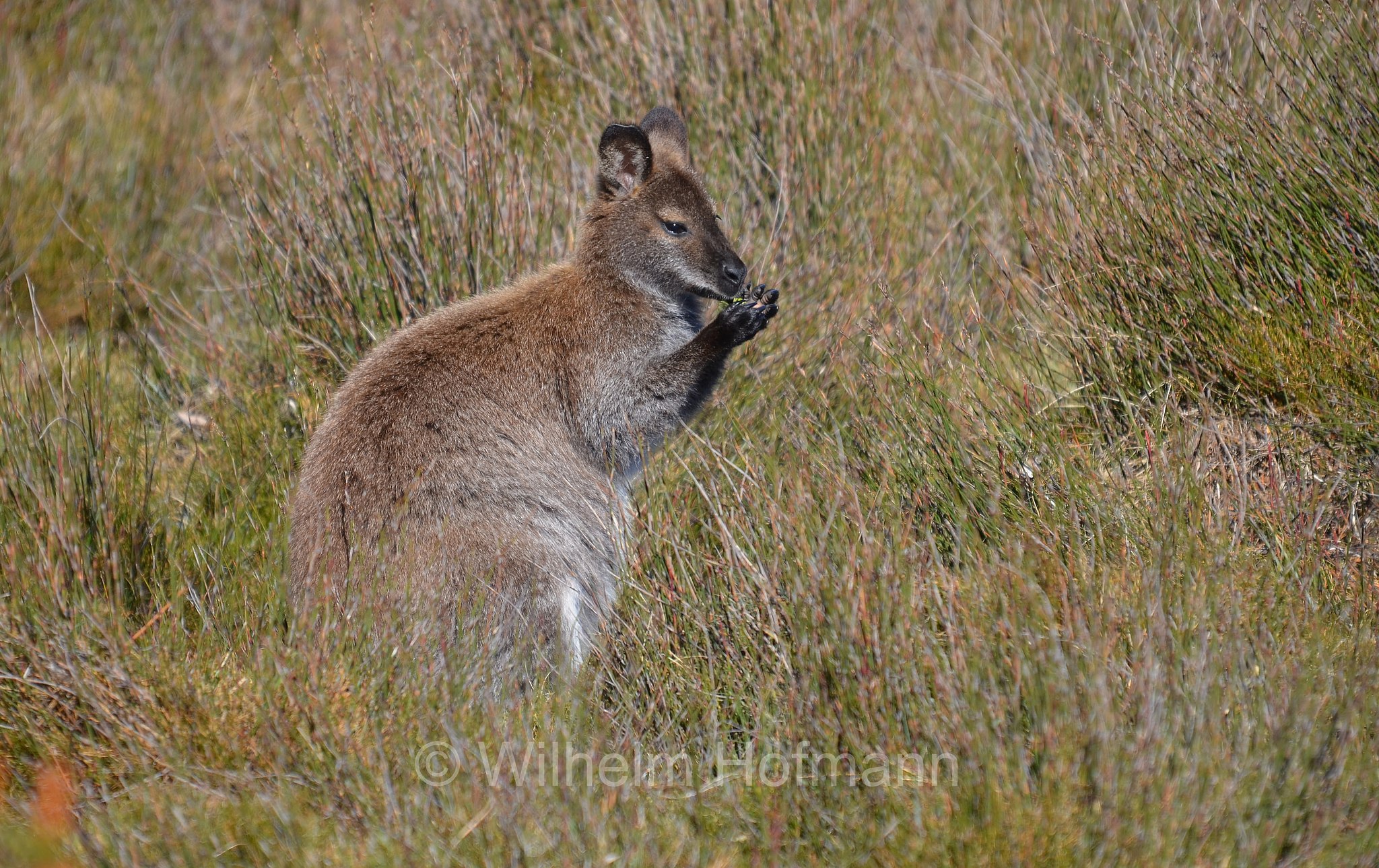 red-necked wallaby, Bennett's wallaby, Rotnackenwallaby, Bennett-Wallaby, Bennett-Känguru, wallaby dal collo rosso, wallaby di Bennet, Notamacropus rufogriseus, Cradle Mountain National Park, Cradle Mountain-Lake St Clair National Park, Cradle-Mountain-Lake-St.-Clair-Nationalpark, Parco nazionale del monte Cradle-lago St Clair, Tasmania, Tasmanien, Australia, Australien