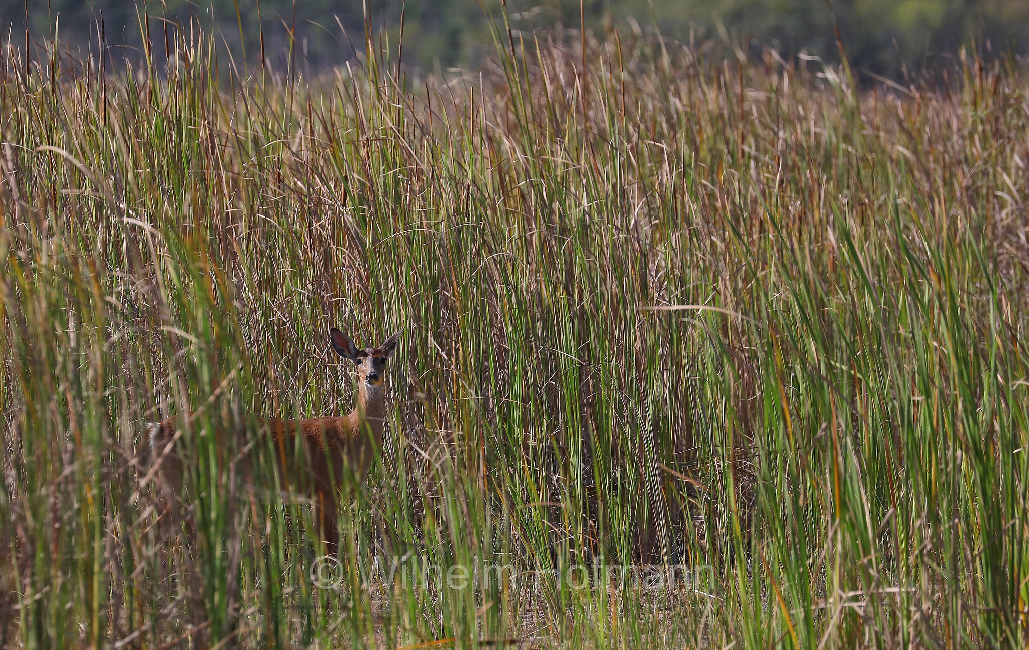 Odocoileus virginianus, white-tailed deer, whitetail, Virginia deer, Weißwedelhirsch, cervo dalla coda bianca, cervo della Virginia, Hidden Lake, Everglades National Park, Everglades-Nationalpark, Parco nazionale delle Everglades, Florida, USA