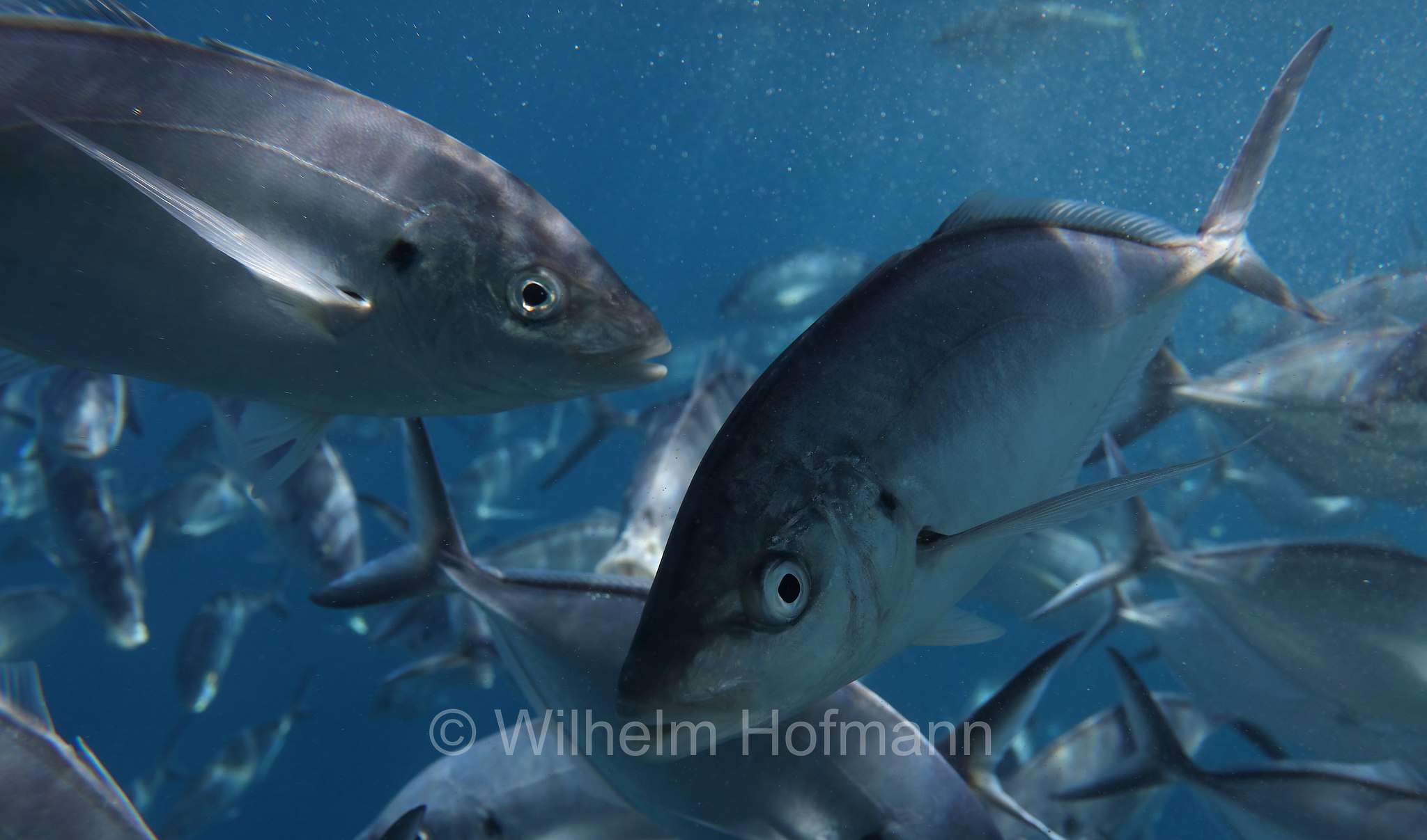 southern bluefin tuna, Südlicher Blauflossen-Thunfisch, tonno australe, tonno rosso australe, tonno rosso del sud, Thunnus maccoyii, Neptune Islands, South Australia, Südaustralien, Australia Meridionale, Australia, Australien