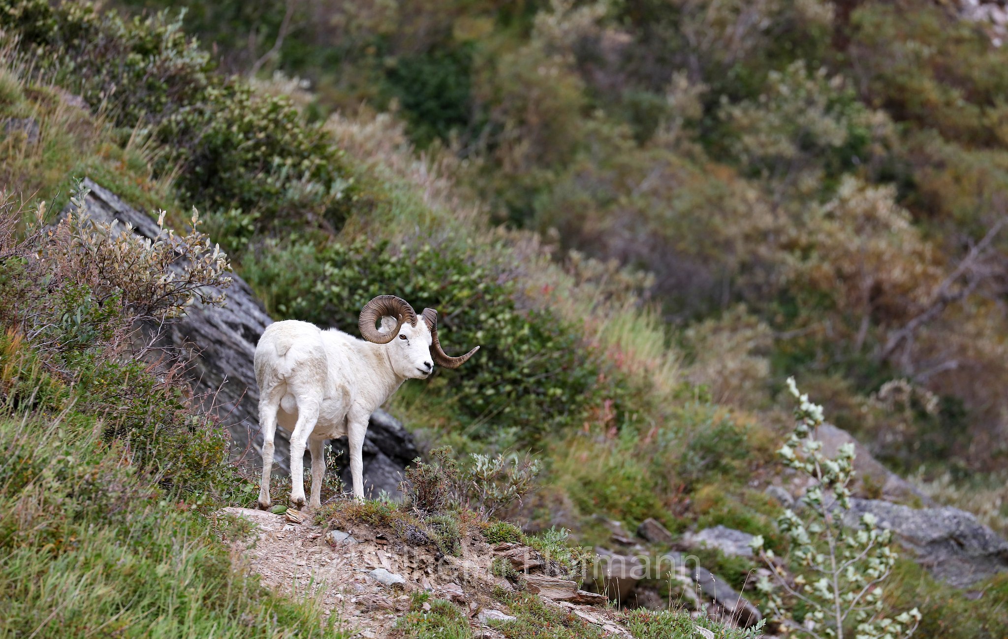 Ovis dalli, Dall sheep, thinhorn sheep, Dall-Schaf, Alaska-Schneeschaf, bighorn bianco, pecora di Dall, ariete di Dall, Savage Canyon, Denali National Park, Denali National Park and Preserve, Denali-Nationalpark, Parco nazionale del Denali, Alaska, USA