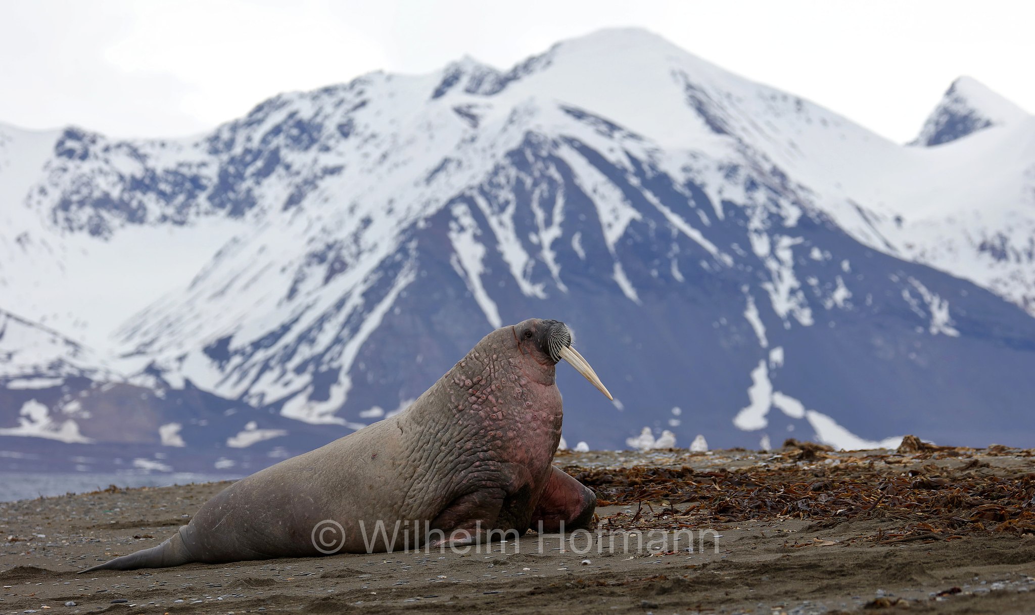 Odobenus rosmarus rosmarus, Atlantic walrus, Atlantisches Walross, tricheco dell'Atlantico, Forlandet National Park, Forlandet-Nationalpark, parco nazionale Forlandet, Prins Karls Forland, Prinz-Karl-Vorland, Svalbard, Spitzbergen, Norway, Norwegen, Norvegia
