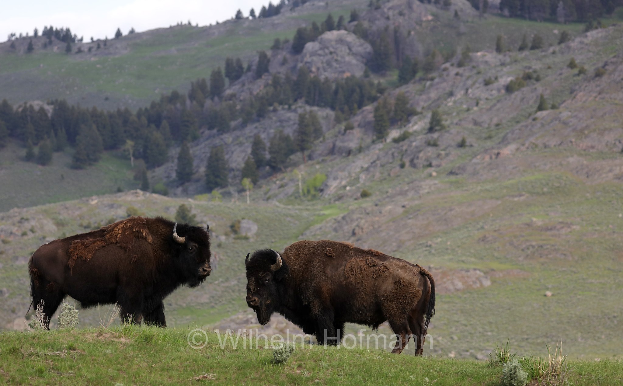 Plains bison, Präriebison, bisonte delle pianure, Bison bison bison, Yellowstone National Park, Yellowstone-Nationalpark﻿, parco nazionale di Yellowstone, Wyoming, USA