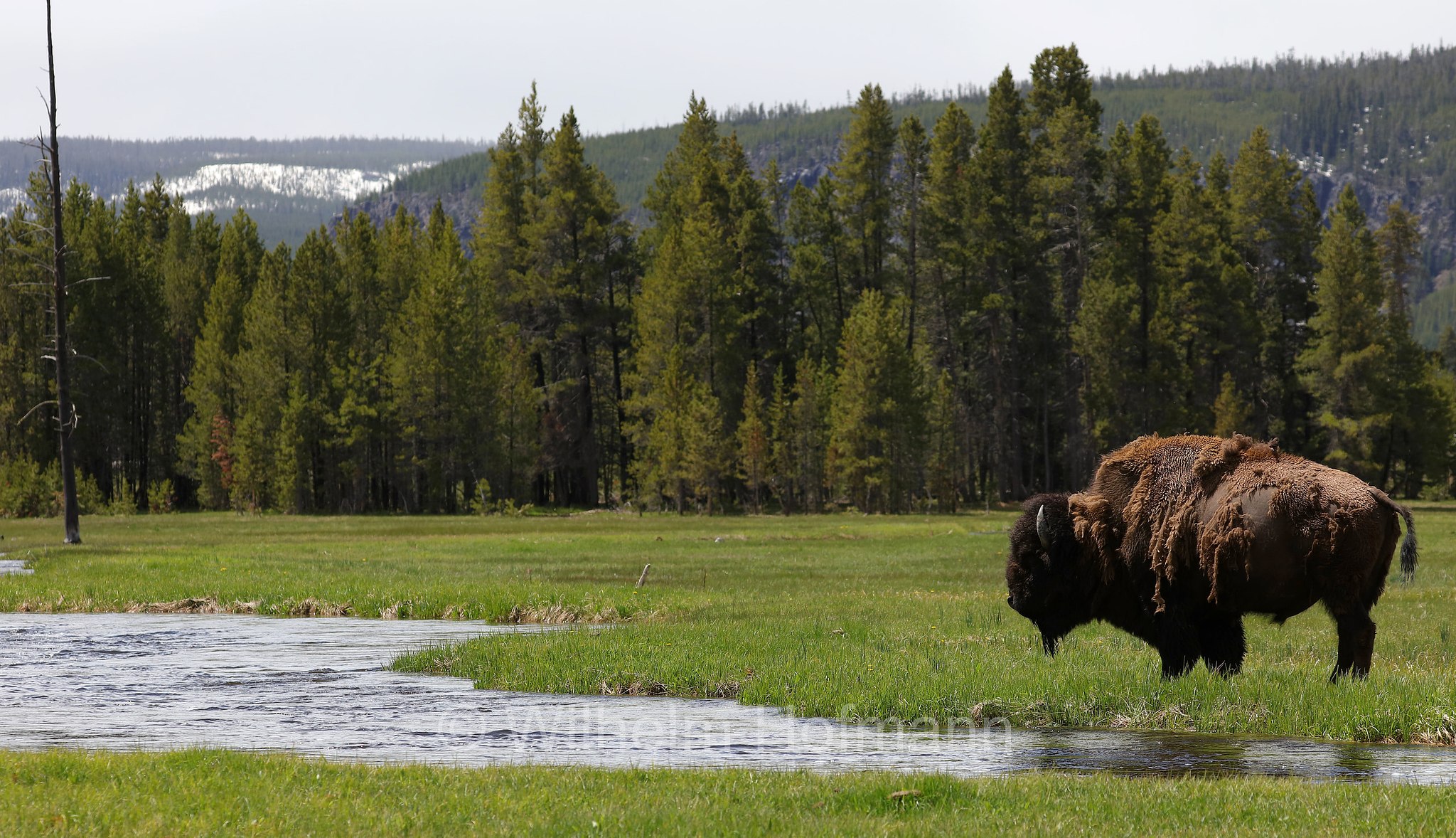Plains bison, Präriebison, bisonte delle pianure, Bison bison bison, Yellowstone National Park, Yellowstone-Nationalpark﻿, parco nazionale di Yellowstone, Wyoming, USA