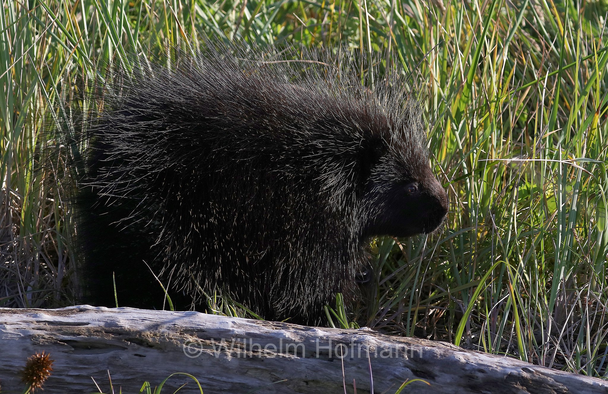 Erethizon dorsatum, North American porcupine, Canadian porcupine, Urson, Baumstachelschwein, Nordamerikanischer Baumstachler, ursone, porcospino nordamericano, Silver Salmon Creek, Lake Clark National Park, Lake Clark National Park and Preserve, Lake-Clark-Nationalpark, Parco nazionale e riserva di Lake Clark, Alaska, USA