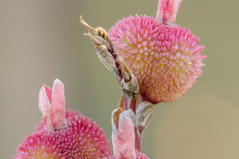 Pretty Flowers