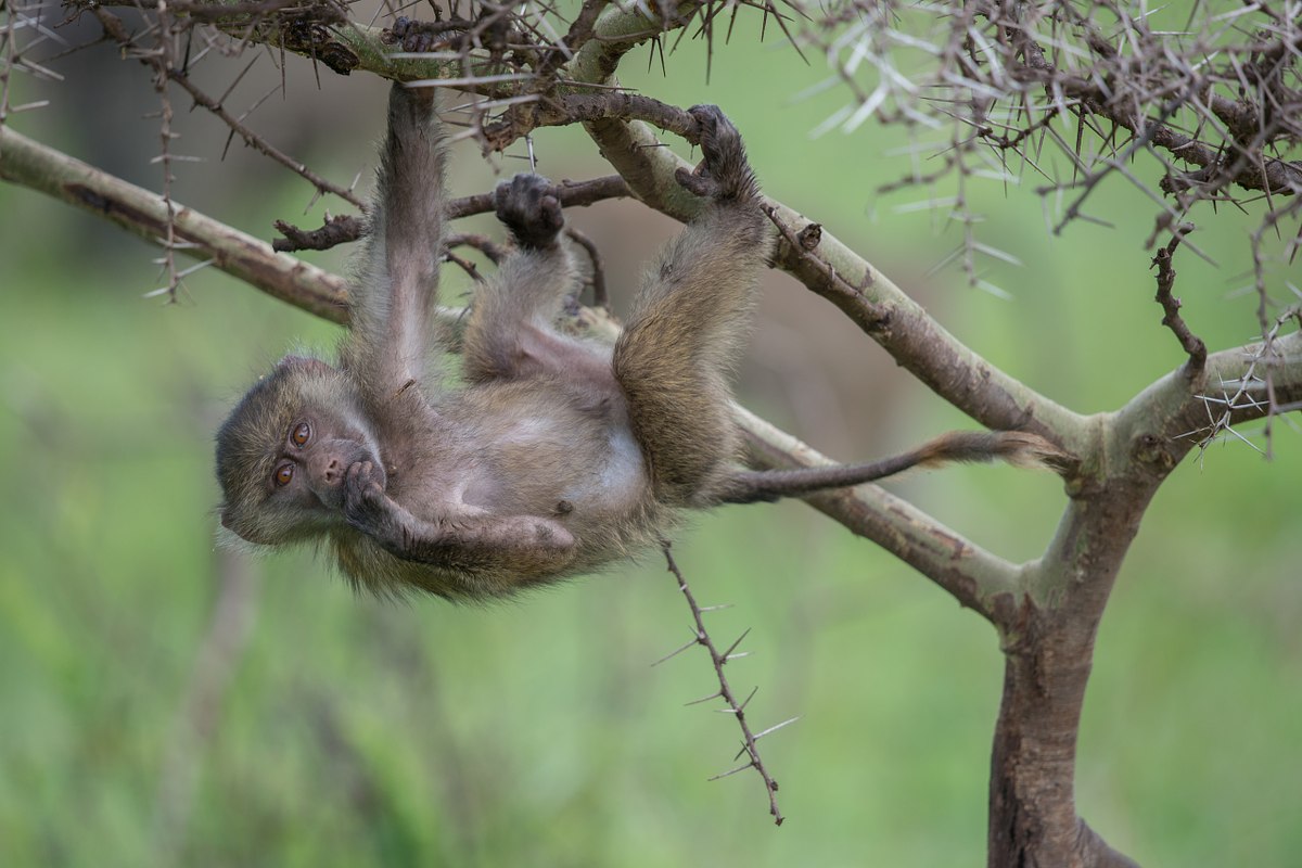 Hanging-Around