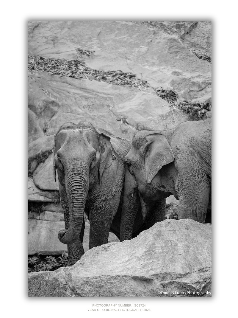 THE ONE - WILDLIFE & NATURE - "The Bond" - LIMITED EDITION 5 of 5