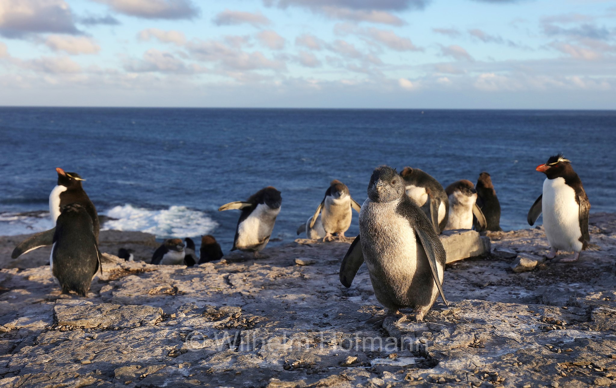 western rockhopper penguin, Felsenpinguin, pinguino saltarocce, Eudyptes chrysocome, Bleaker Island, Isla María, Falkland Islands, Falklandinseln, Isole Falkland