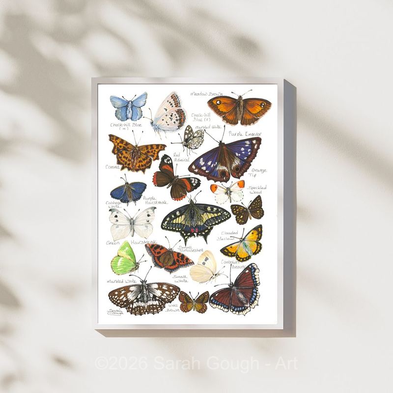 British and European Butterfly Study | Art Print | with Names