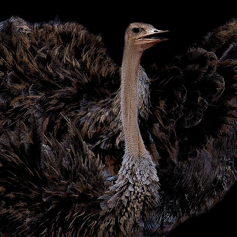 Animaux sur fond noir