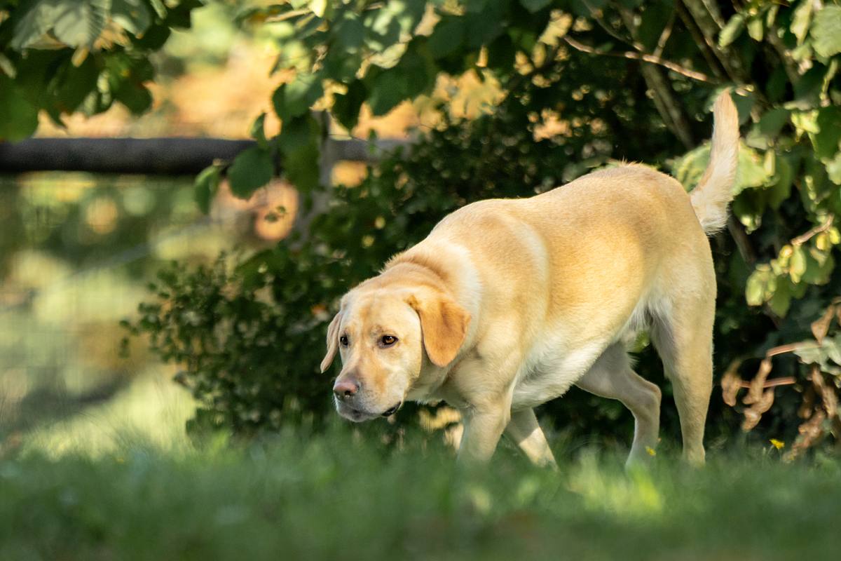 Yellow Lab exploring the back yard.