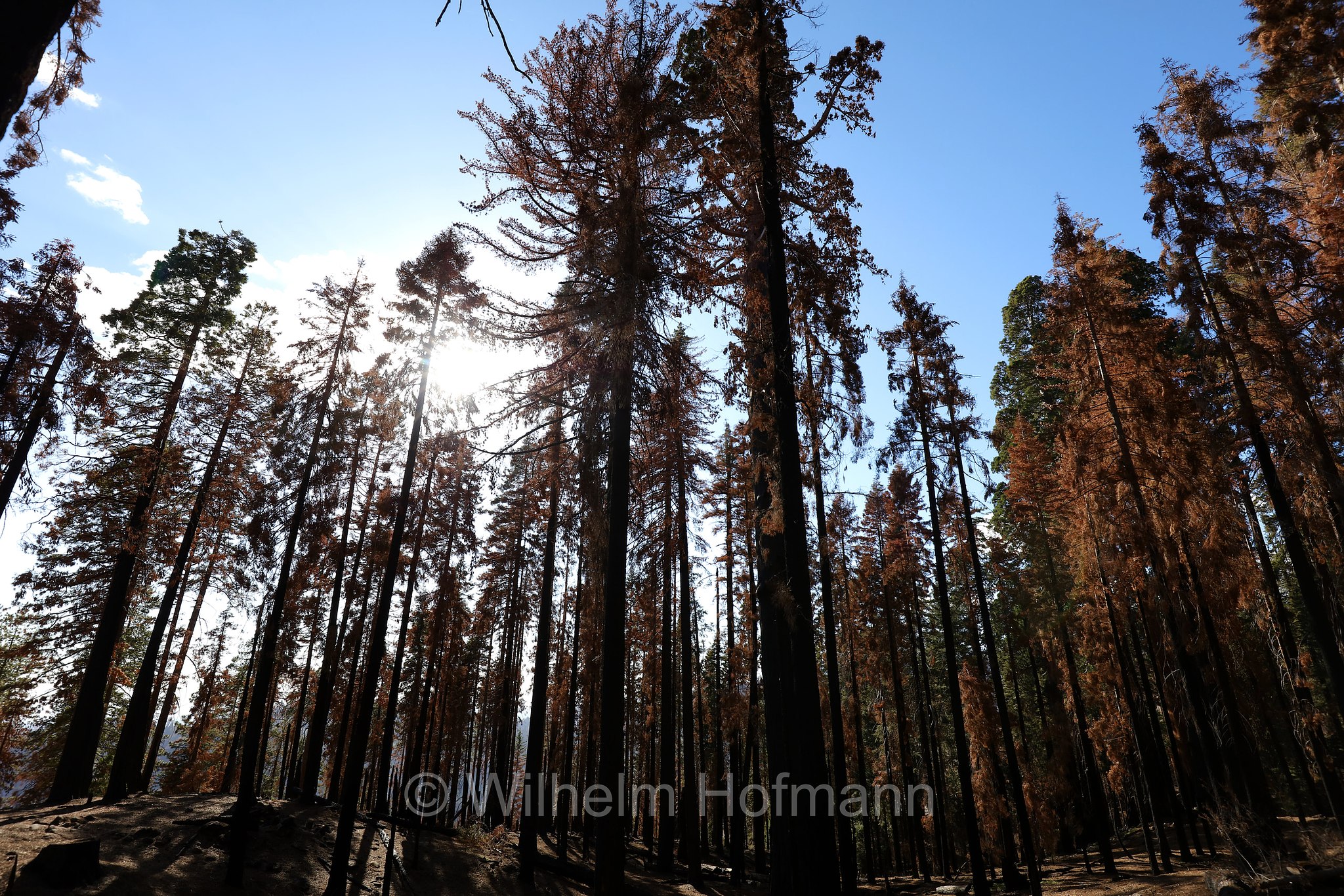 Crescent Meadow Road, Sequoia National Park, Sequoia-Nationalpark, Parco nazionale di Sequoia, California, Kalifornien, USA