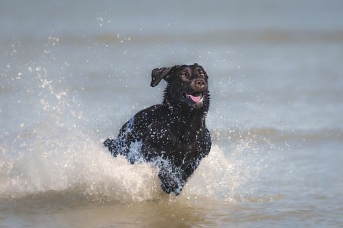 Photographier les animaux dans la nature