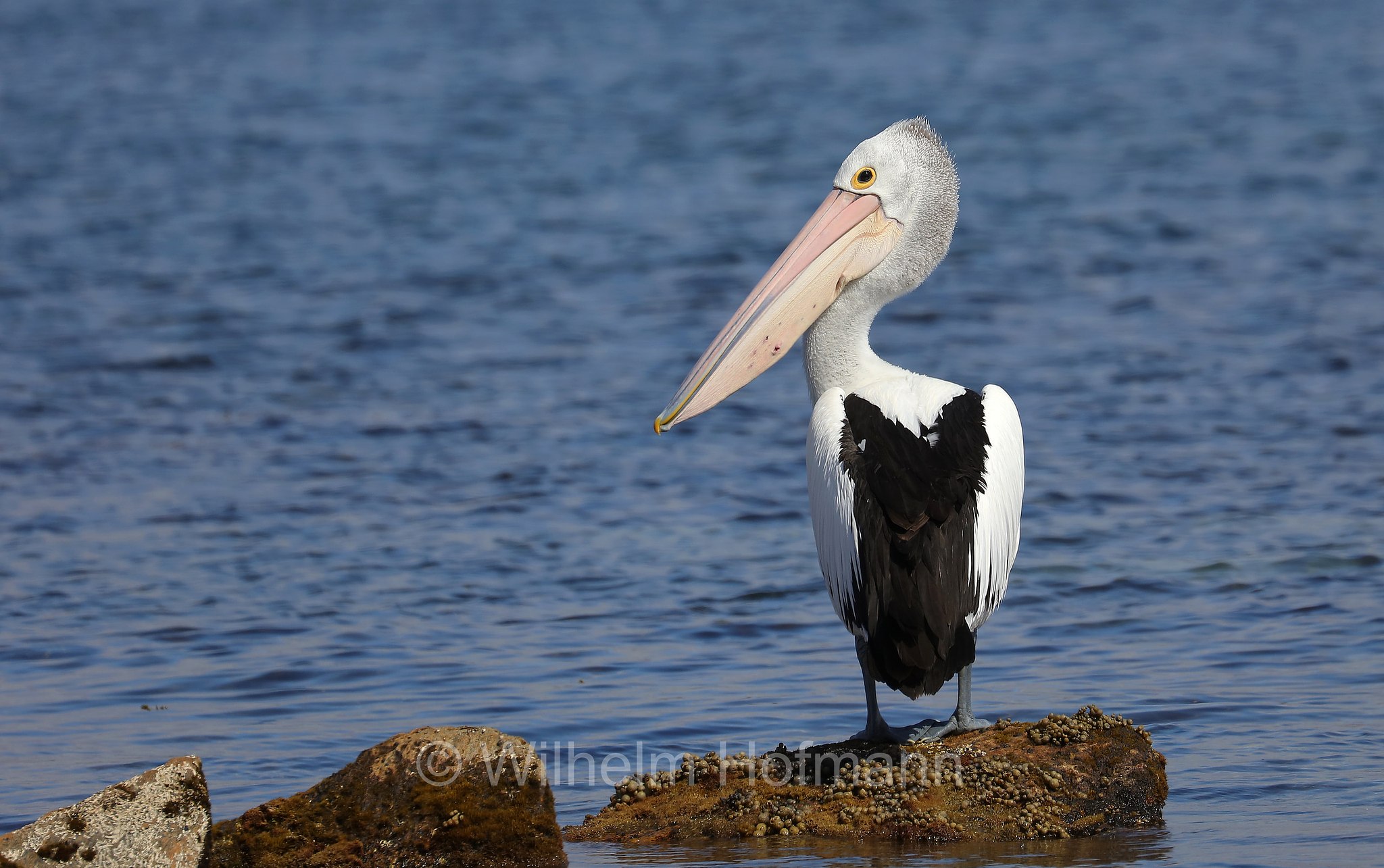 Australian Pelican, Brillenpelikan, pellicano australiano, Pelecanus conspicillatus, Billy Lights Point, Port Lincoln, Eyre Peninsula, Eyre-Halbinsel, Penisola di Eyre, South Australia, Südaustralien, Australia Meridionale, Australia, Australien