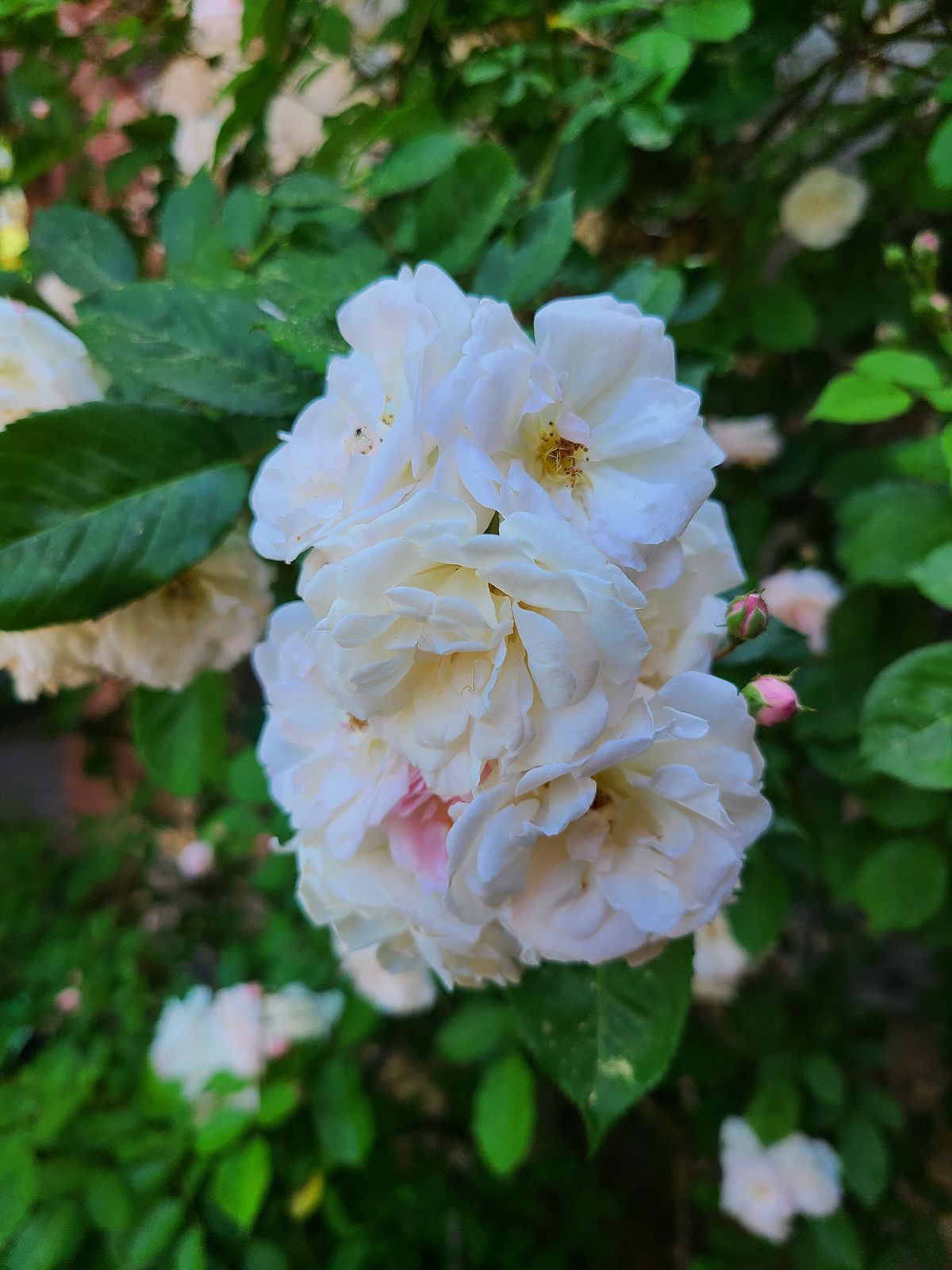white rhodedendrons