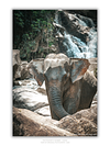 THE ONE - WILDLIFE & NATURE - "Where the Water Runs" - LIMITED EDITION 5 of 5