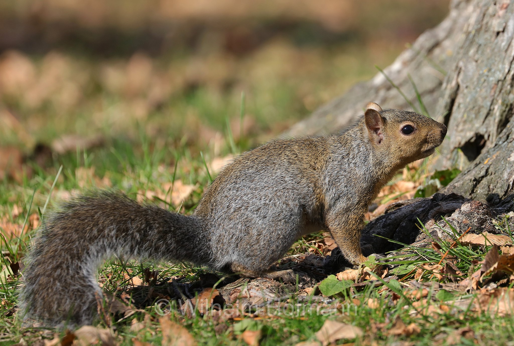 Sciurus niger, fox squirrel, eastern fox squirrel, Bryant's fox squirrel, Fuchshörnchen, scoiattolo volpe, Kildonan Park, Winnipeg, Manitoba, Canada, Kanada