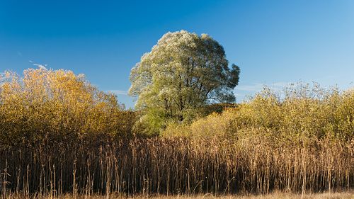 Silberweide im Herbst