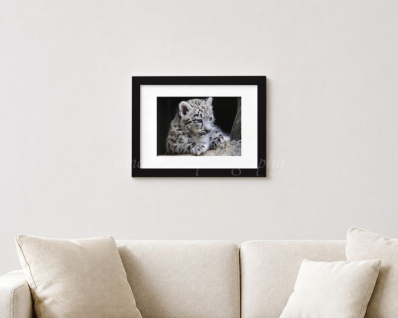 Snow Leopard Cub Print