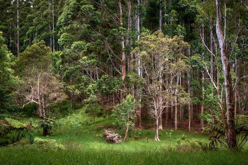 Volunteer Forest at Kalopa State Park - Hawaii
