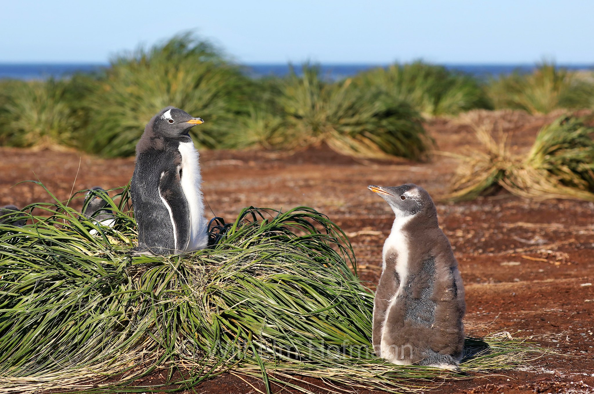 gentoo penguin, Eselspinguin, Rotschnabelpinguin, pigoscelide comune, pinguino Papua, Pygoscelis papua, Sealion Island, Sea Lion Island, Isla de los Leones Marinos, Falkland Islands, Falklandinseln, Isole Falkland