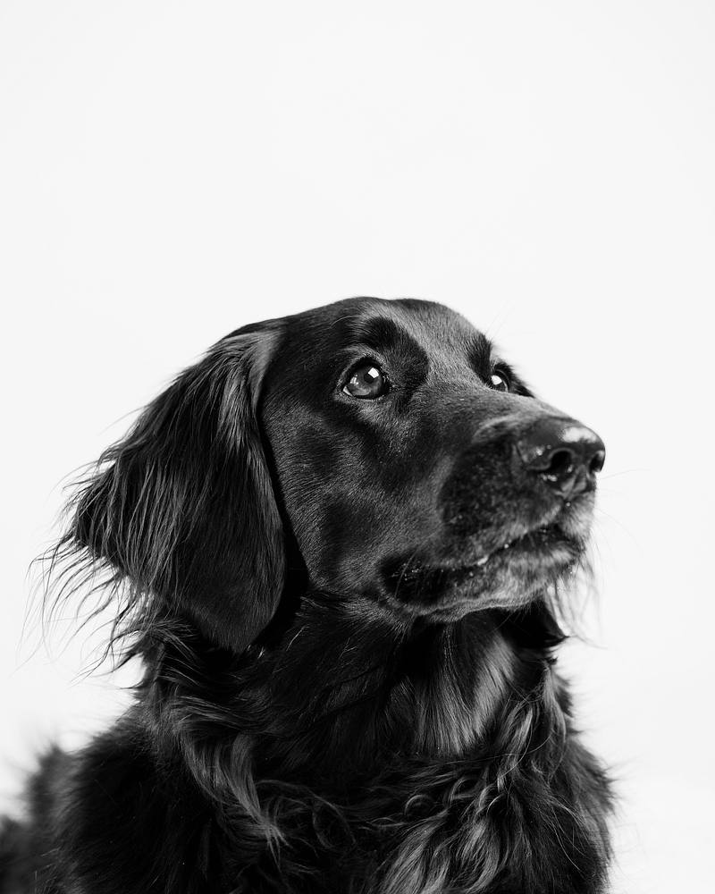 Pets are Family: Dog Photo Shoot in Carrboro, NC