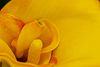Pretty Flowers