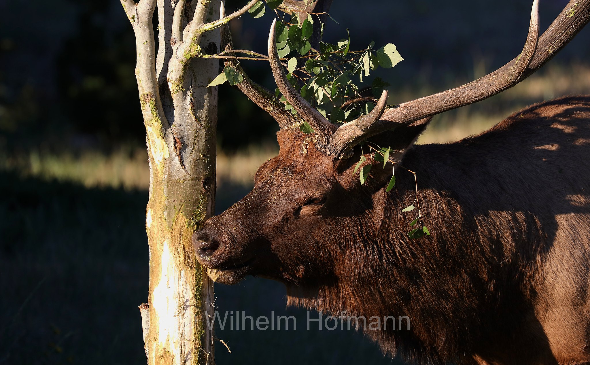 Cervus canadensis nelsoni, Rocky Mountain elk, Rocky-Mountain-Wapiti, wapiti delle Montagne Rocciose, Estes Park, Colorado, USA