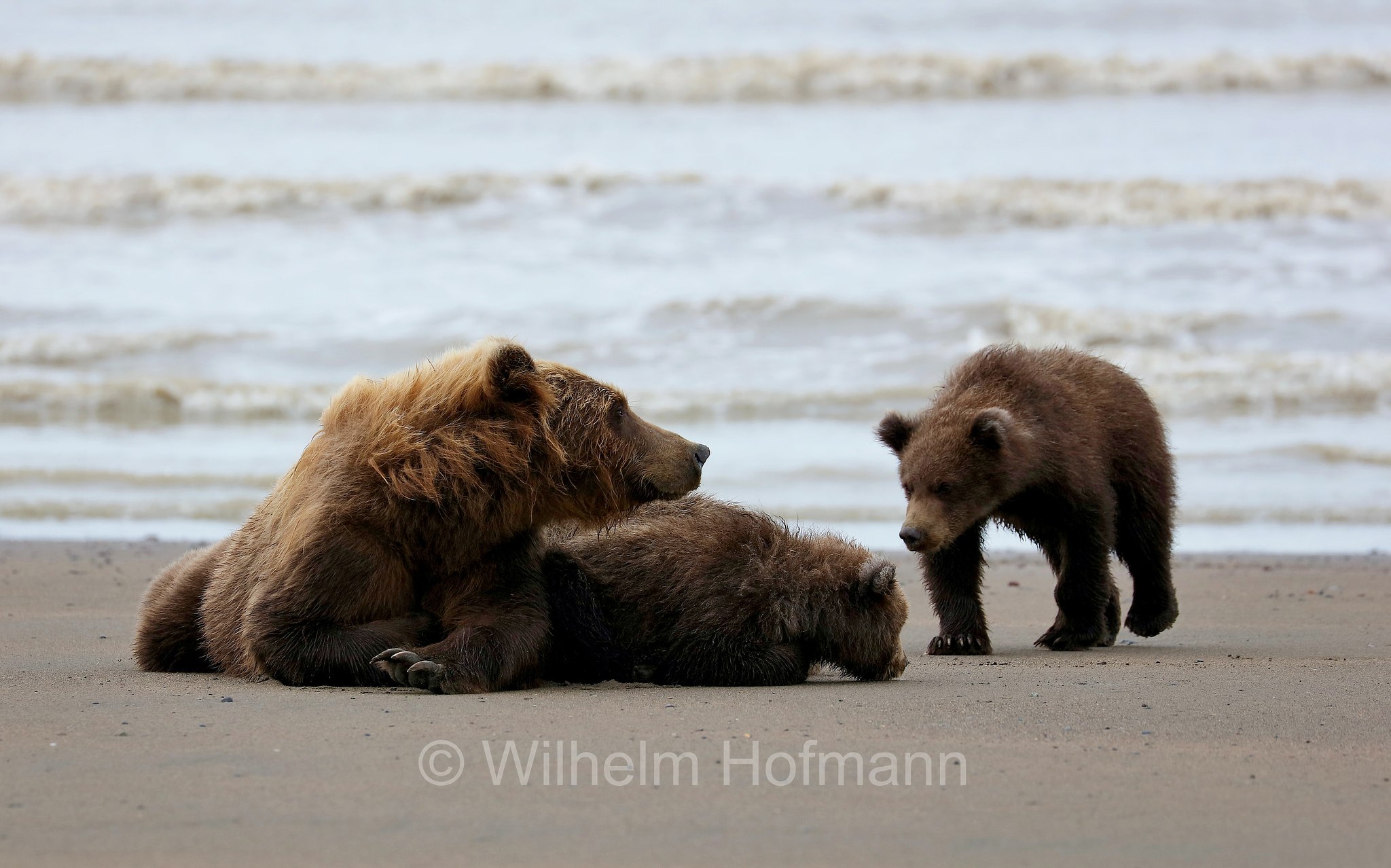 Ursus arctos gyas, Alaska Peninsula brown bear, peninsular grizzly, Alaska-Halbinsel-Braunbär, Alaska-Küstenbraunbär, Alaska-Braunbär, Großer Alaska-Braunbär, orso bruno della penisola dell'Alaska, grizzly peninsulare, grizzly costiero, grizzly gigante, Silver Salmon Creek, Lake Clark National Park, Lake Clark National Park and Preserve, Lake-Clark-Nationalpark, Parco nazionale e riserva di Lake Clark, Alaska, USA