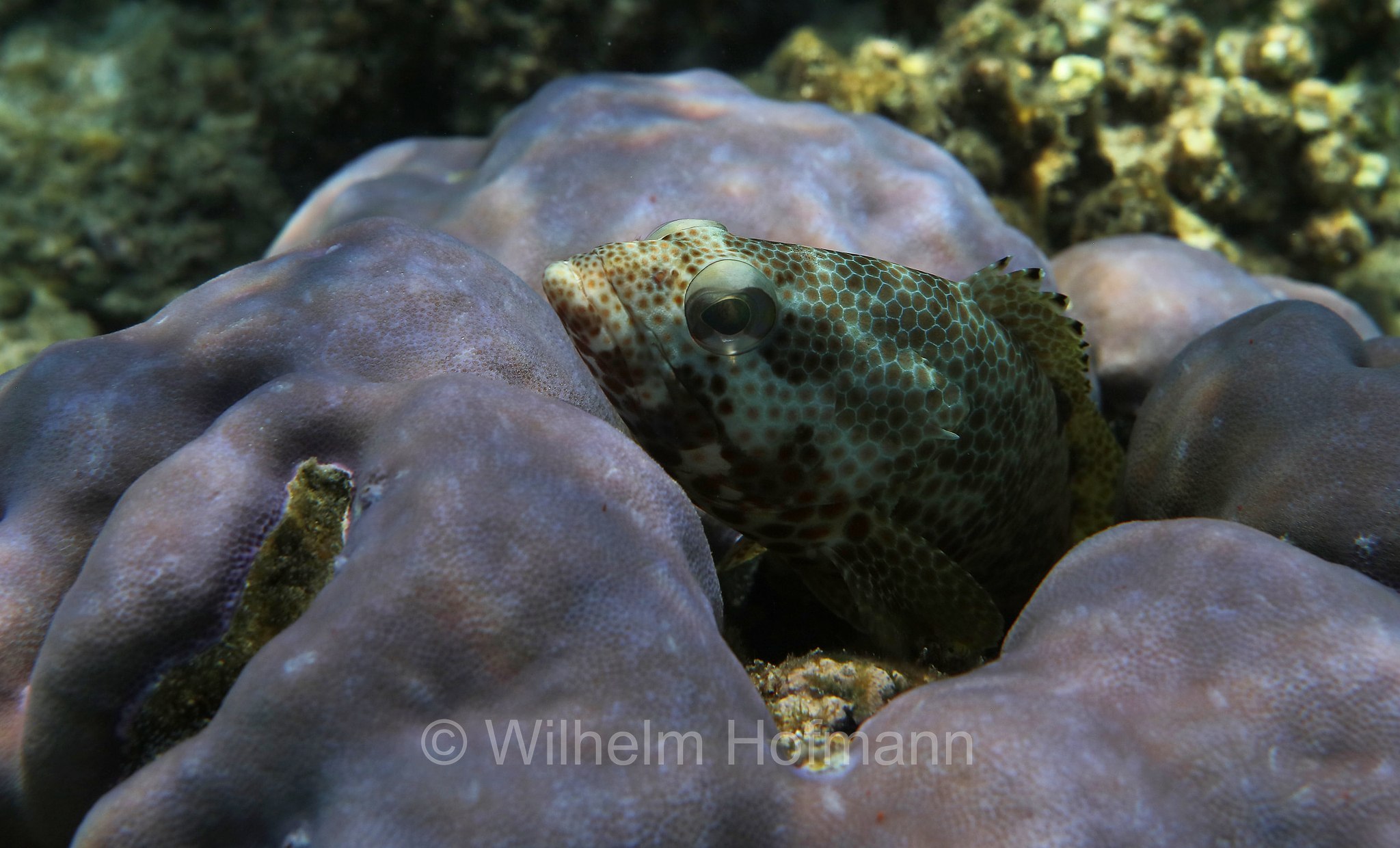foursaddle grouper, spotty cod, Vierfleck-Wabenbarsch, cernia dalle quattro selle, Epinephelus spilotoceps, Malediven, Maldives, Maledive, fihalhohi island resort