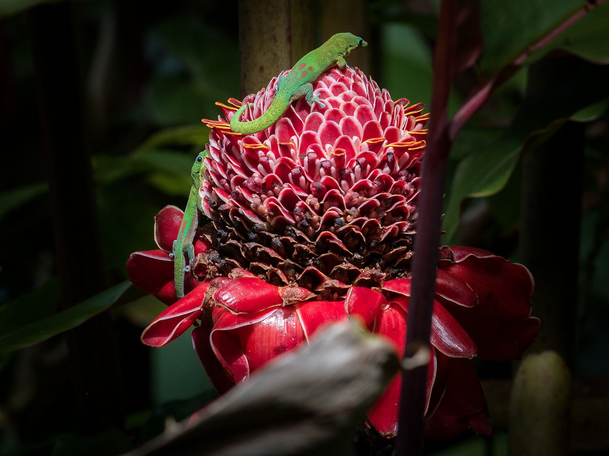 Geckos on Torch Ginger - Akaka Falls, Hawaii