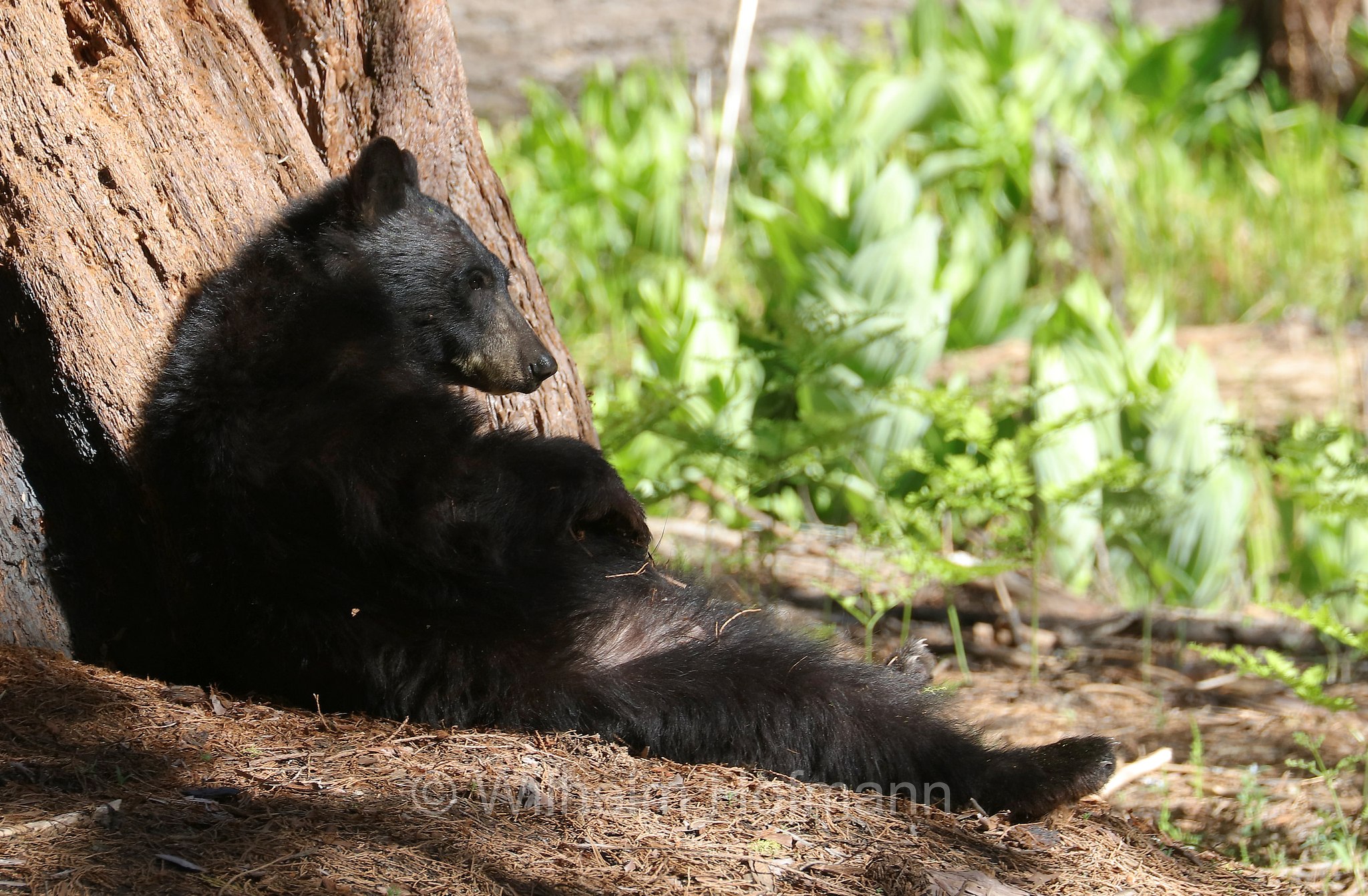 Ursus americanus, American black bear, black bear, Amerikanischer Schwarzbär, Baribal, orso nero, baribal, Crescent Meadow, Sequoia National Park, Sequoia-Nationalpark, Parco nazionale di Sequoia, California, Kalifornien, USA