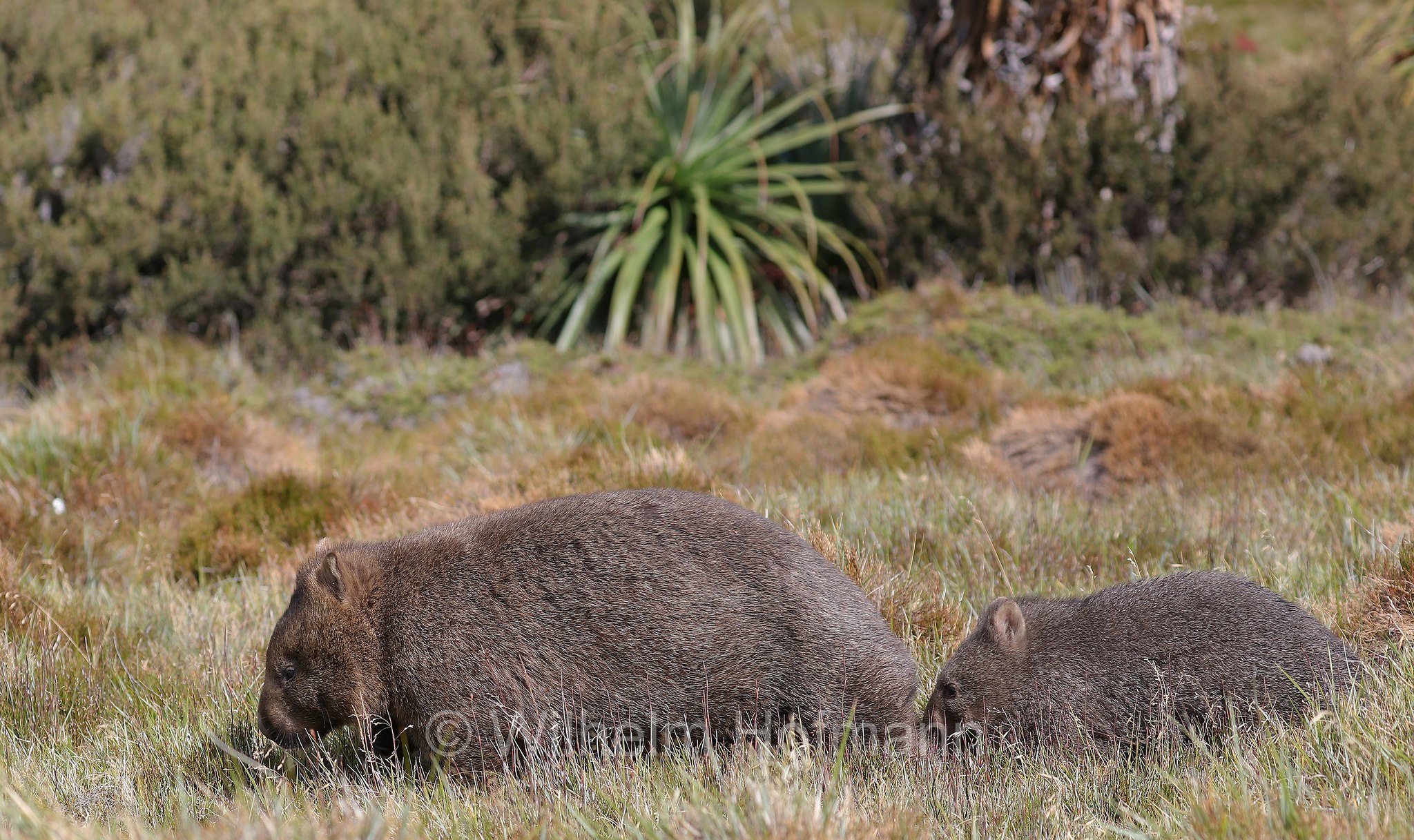 common wombat, bare-nosed wombat, Nacktnasenwombat, vombato comune, vombato dal pelo ruvido, Vombatus ursinus, Ronny Creek, Cradle Mountain National Park, Cradle Mountain-Lake St Clair National Park, Cradle-Mountain-Lake-St.-Clair-Nationalpark, Parco nazionale del monte Cradle-lago St Clair, Tasmania, Tasmanien, Australia, Australien