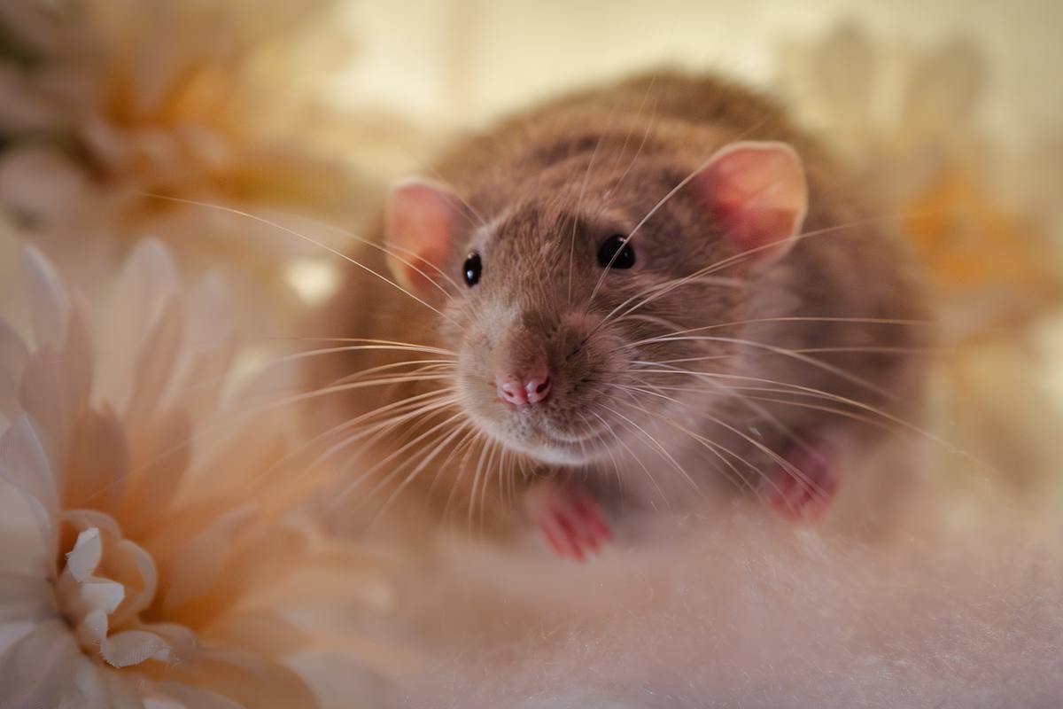 Pet rat sitting next to some beige flowers.