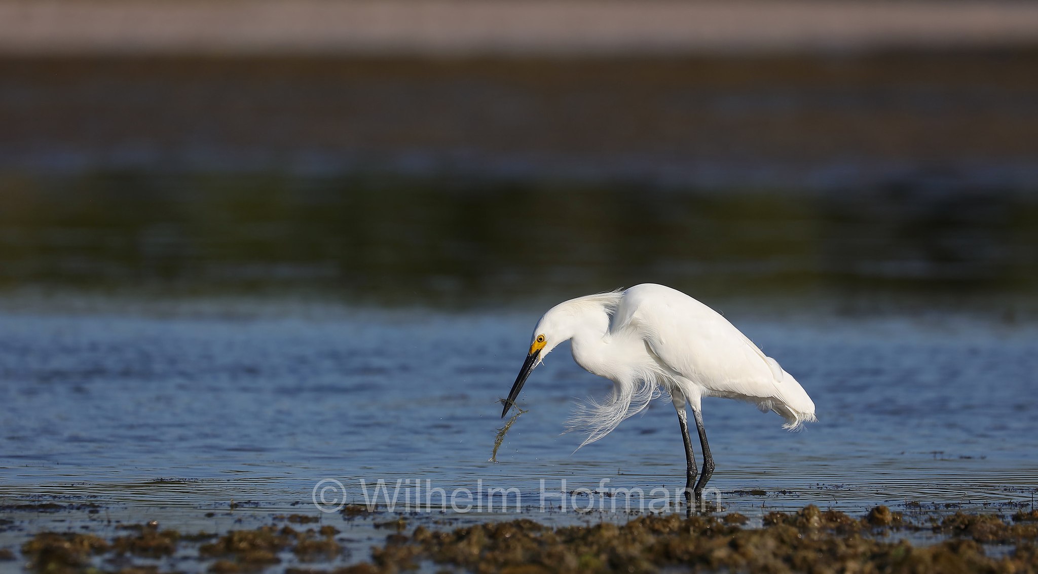 Egretta thula thula, snowy egret, Schmuckreiher, garzetta nivea, Fort DeSoto Park, Florida, USA