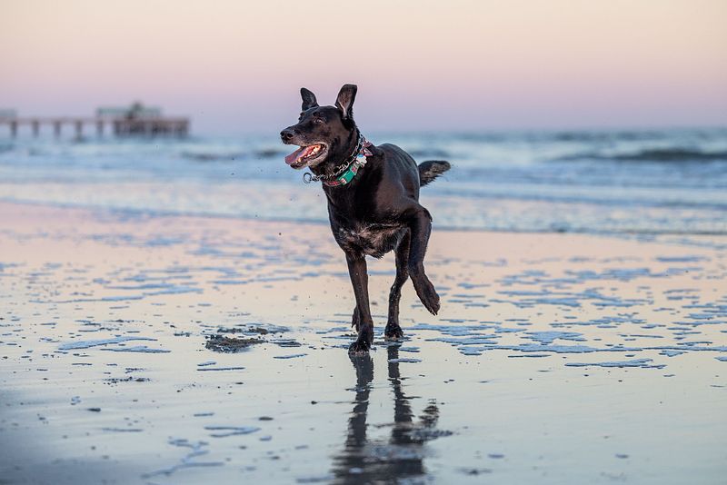 Folly Beach 1-4-26