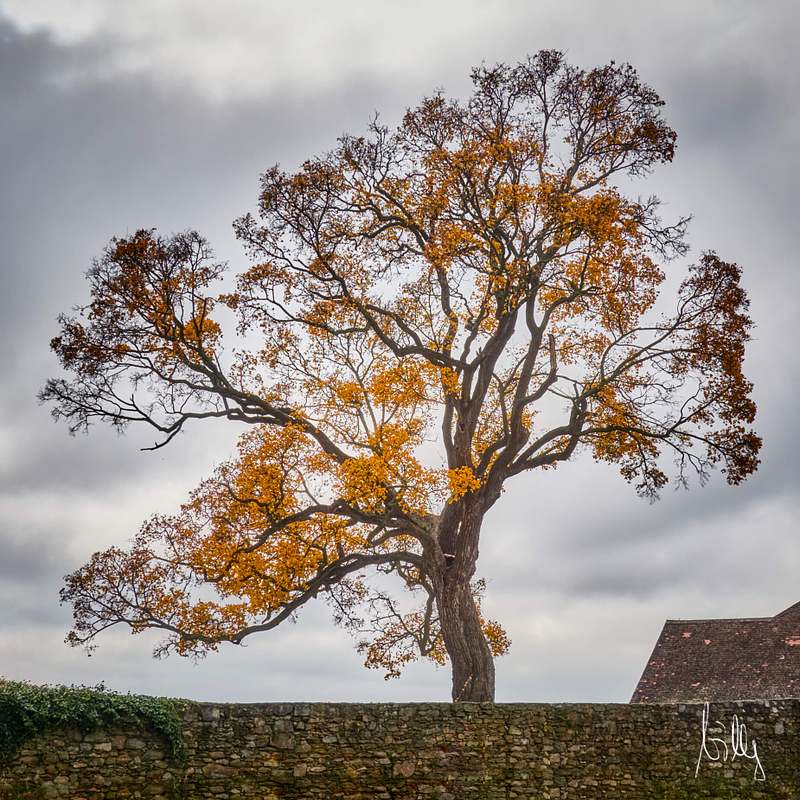 Waldviertel in color