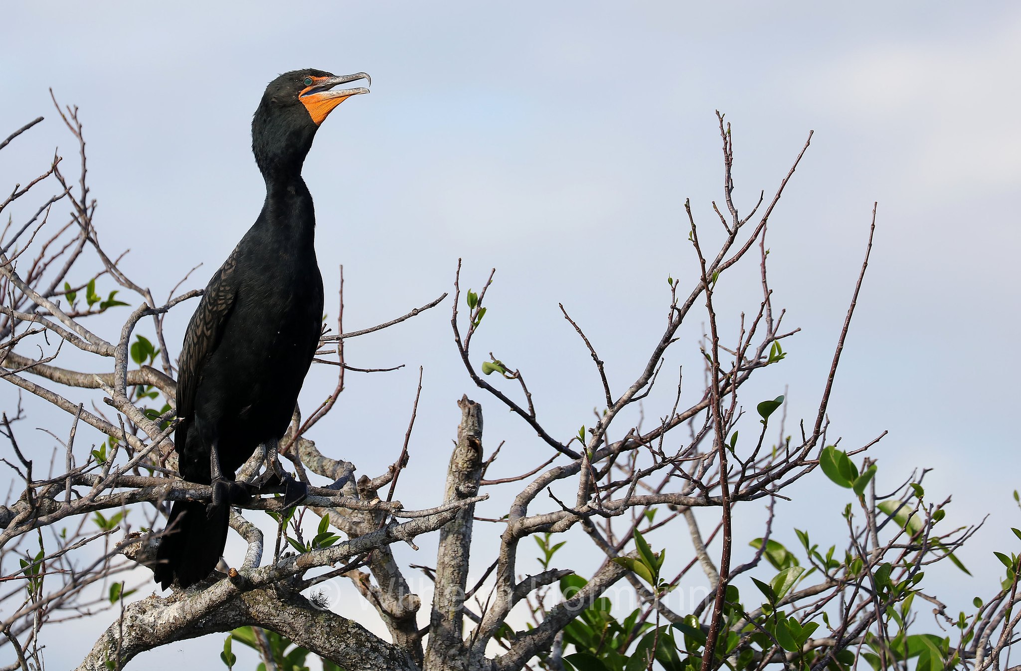 Nannopterum auritum, Phalacrocorax auritus, double-crested cormorant, Ohrenscharbe, marangone dalla doppia cresta, Anhinga Trail, Everglades National Park, Everglades-Nationalpark, Parco nazionale delle Everglades, Florida, USA