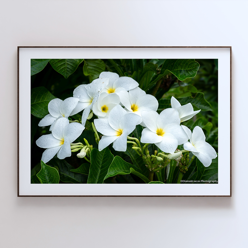THE ONE - WILDLIFE & NATURE - "White Plumeria" - LIMITED EDITION 5 of 5