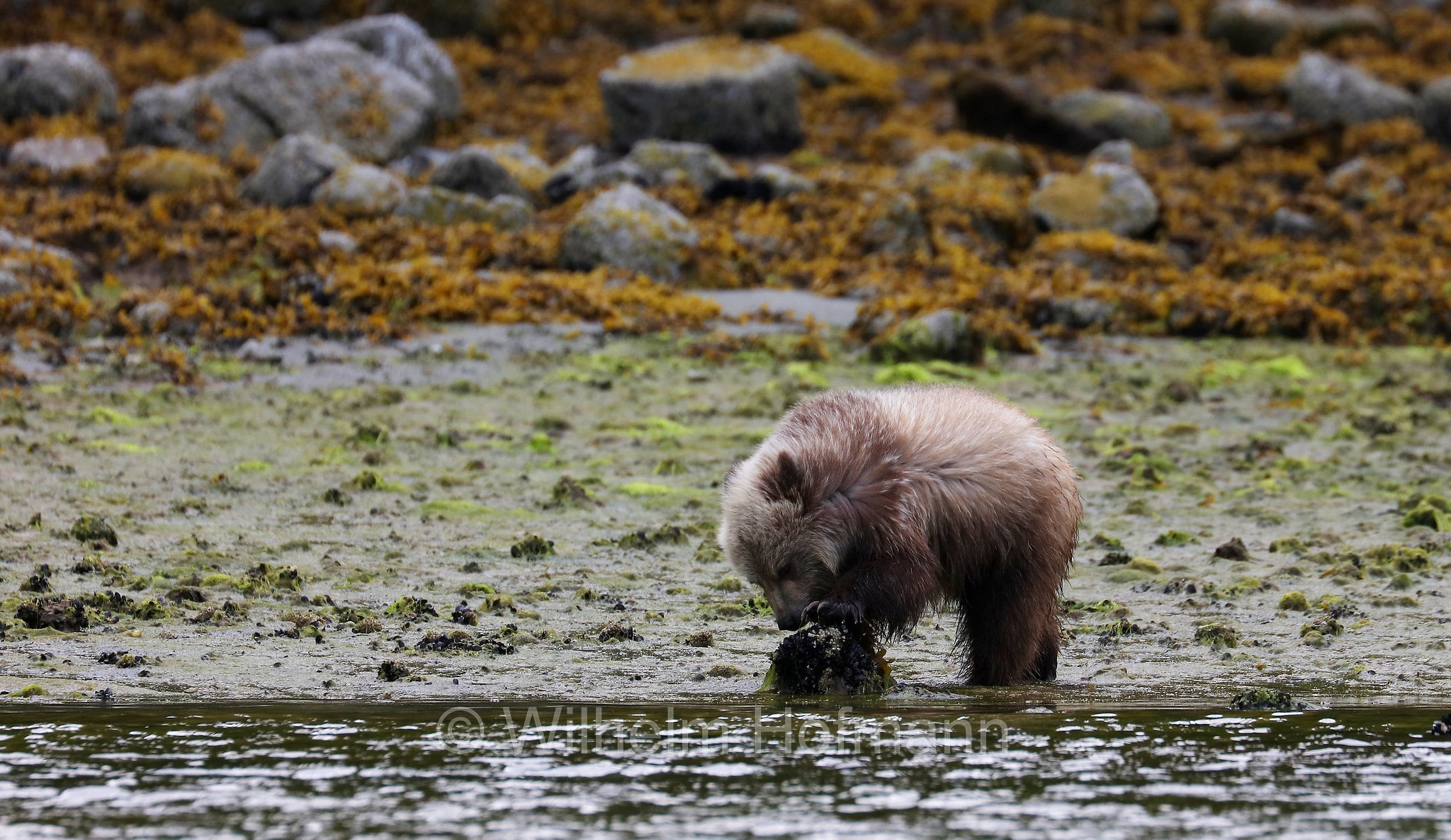 Ursus arctos horribilis, grizzly bear, grizzly, North American brown bear, Grizzlybär, Graubär, orso grizzly, grizzly, orso grigio, Knight Inlet, Glendale Cove, British Columbia, Columbia Britannica, Canada, Kanada