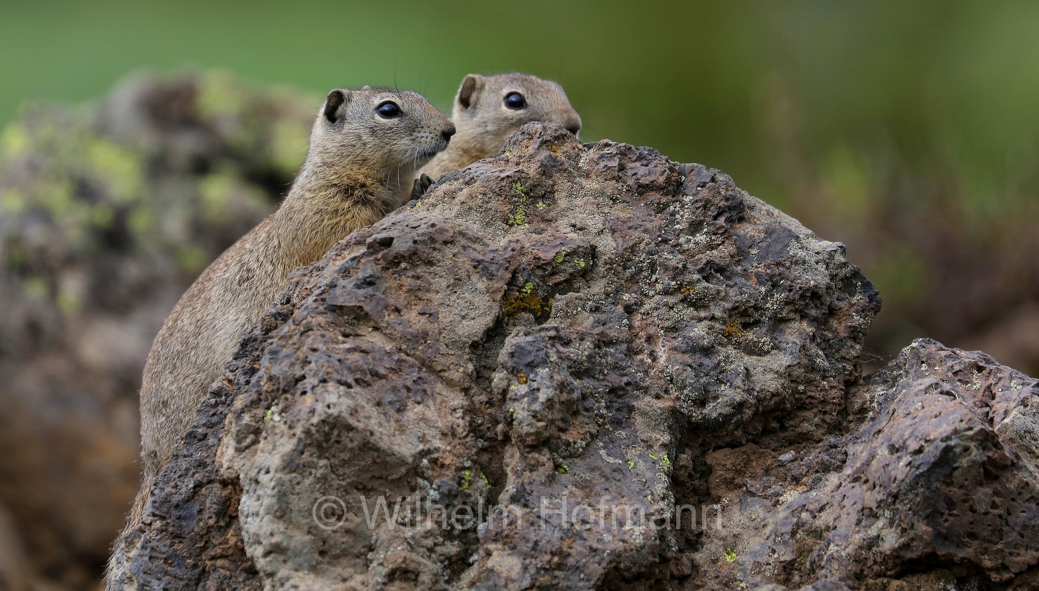 Urocitellus beldingi, Spermophilus beldingi, Belding's ground squirrel, pot gut, sage rat, picket-pin, Belding-Ziesel, scoiattolo terricolo di Belding, Sparks Lake Meadow, Oregon, USA